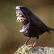 Illustration for article titled Full-On Nightmare Fuel: Birds With Giant Mouths Instead Of Beaks